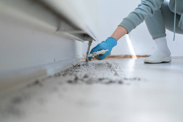 Best Wasp Removal Services  in West View, PA